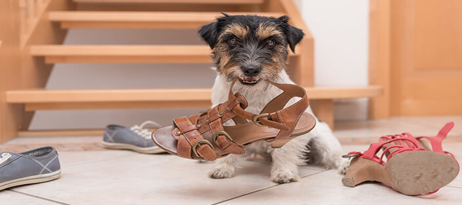 How to Prepare Your Home for an Adopted Dog